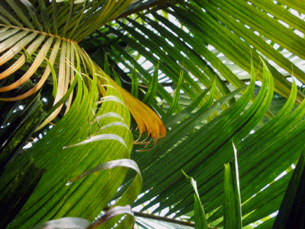 24 palm