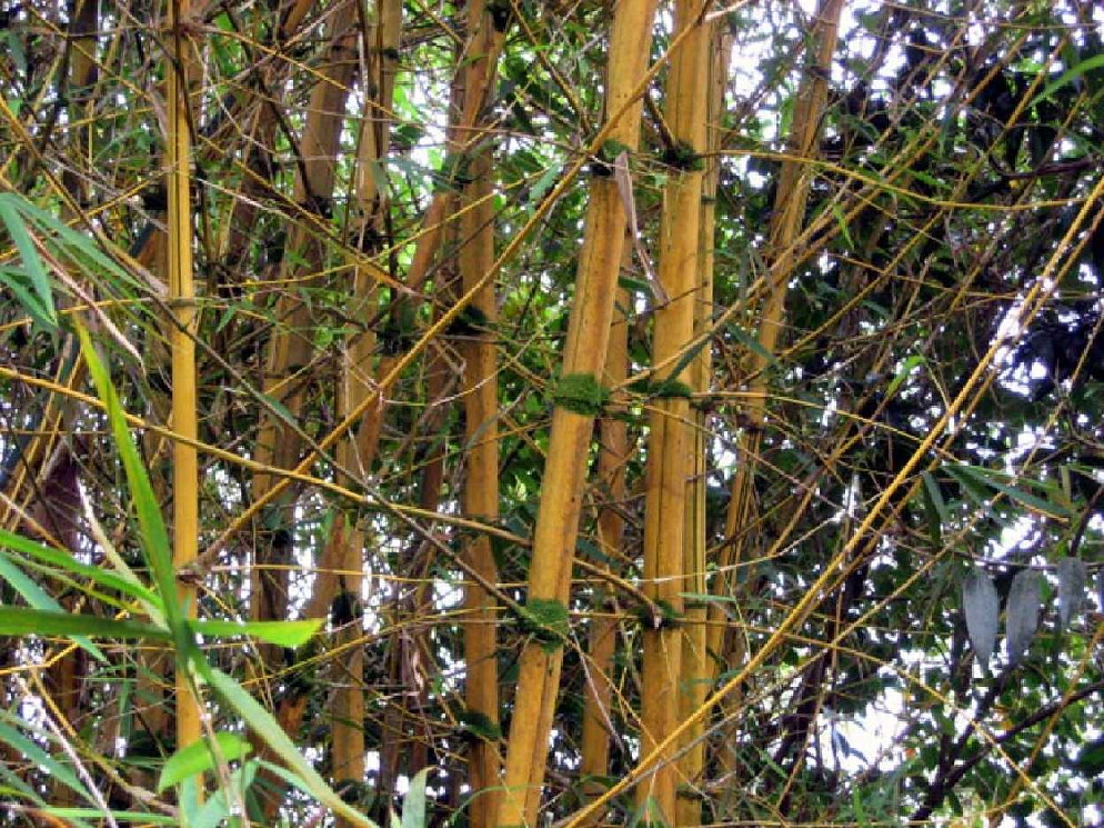 bamboo