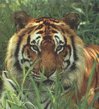 tiger